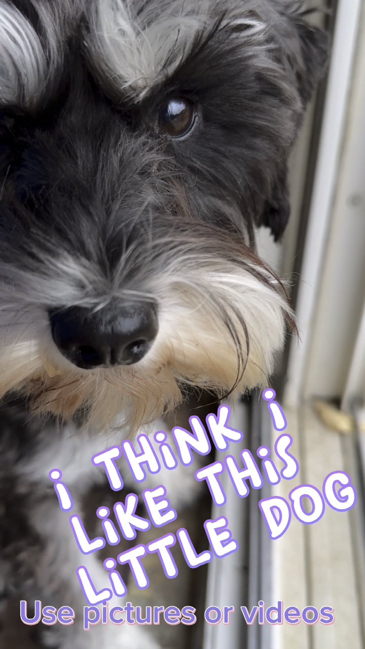 Like this little dog