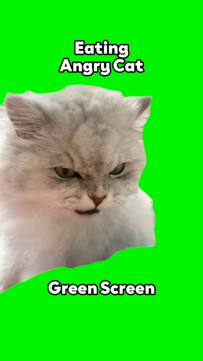 Kızgın kedi yemek 