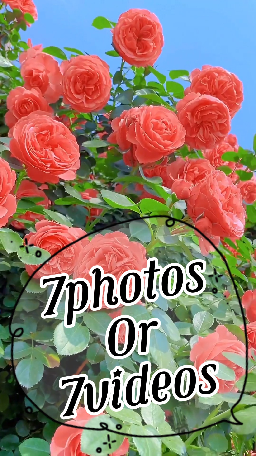 7fotoğraf / video