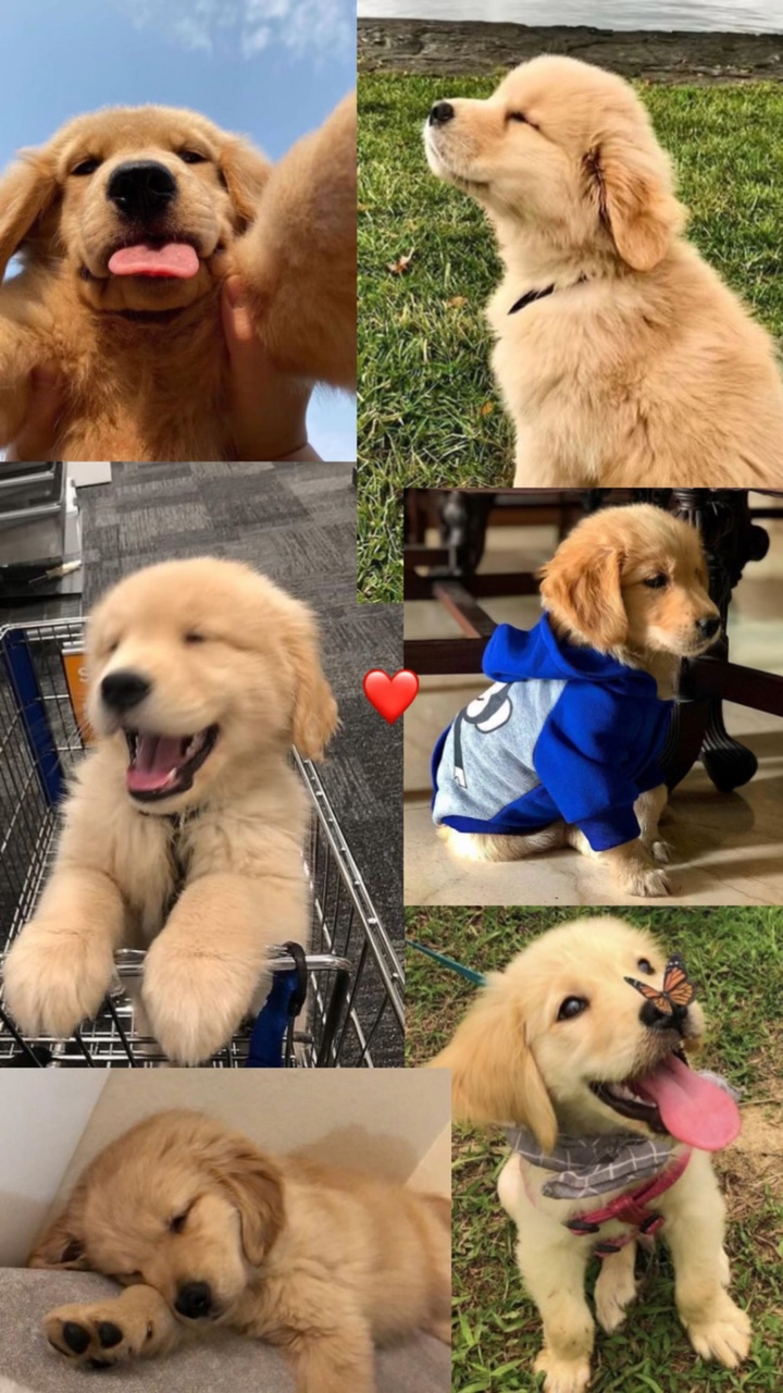 Evcil hayvanınız ❤️‍🩹