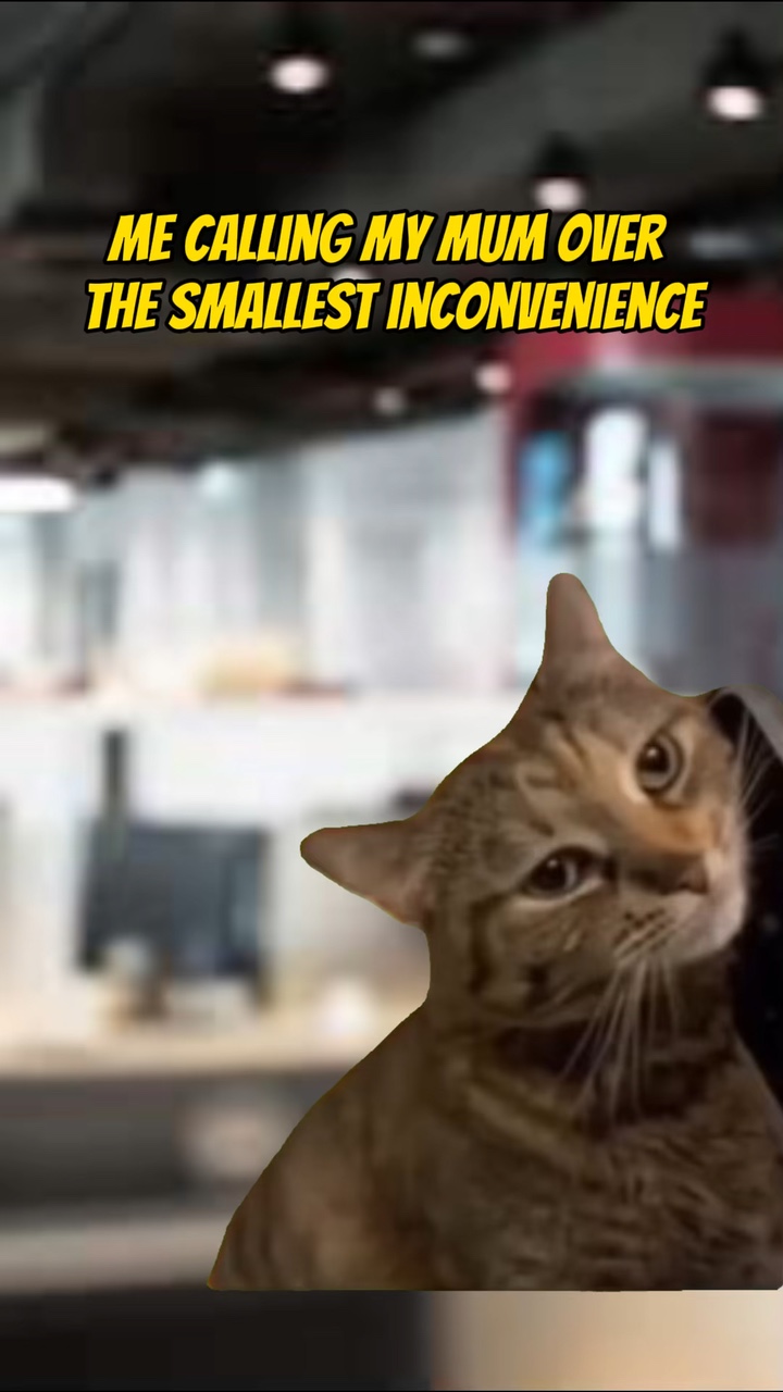 Meme del teléfono del gato 