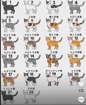 Gatos😍