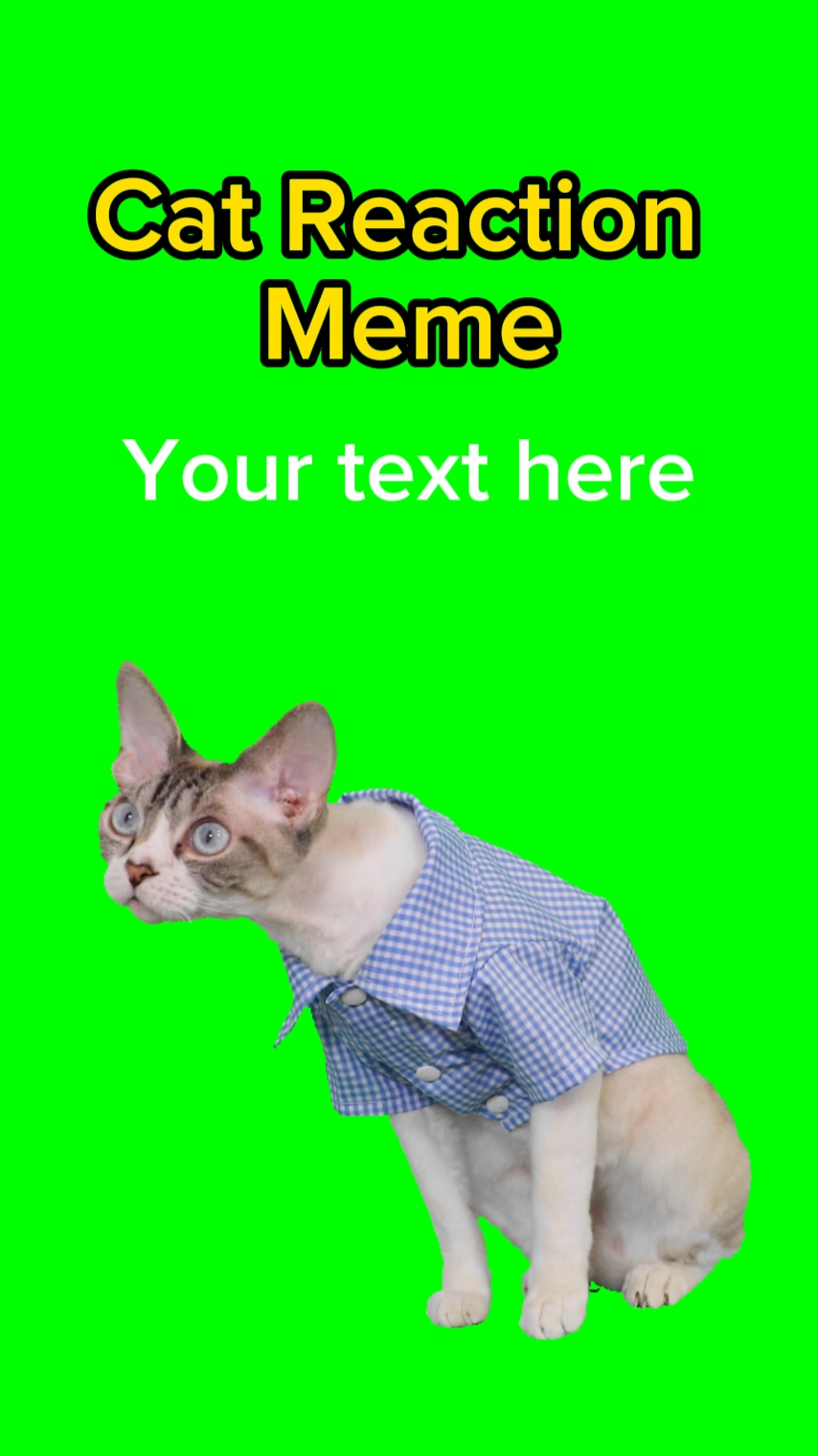 Katzenreaktion Meme