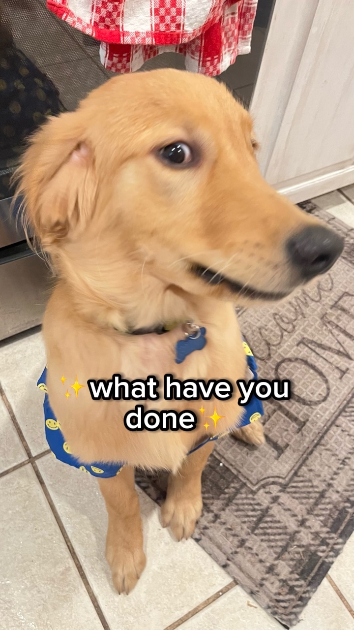 Modelo De Cão 
