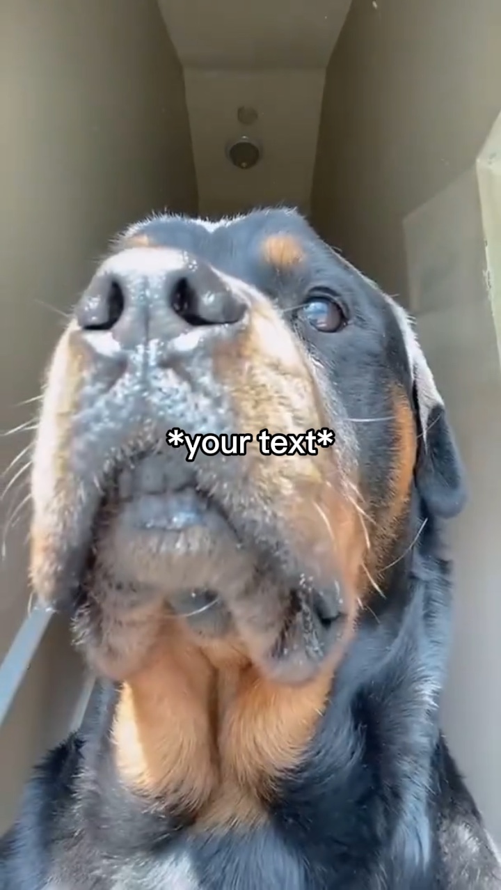Meme de la cámara del perro