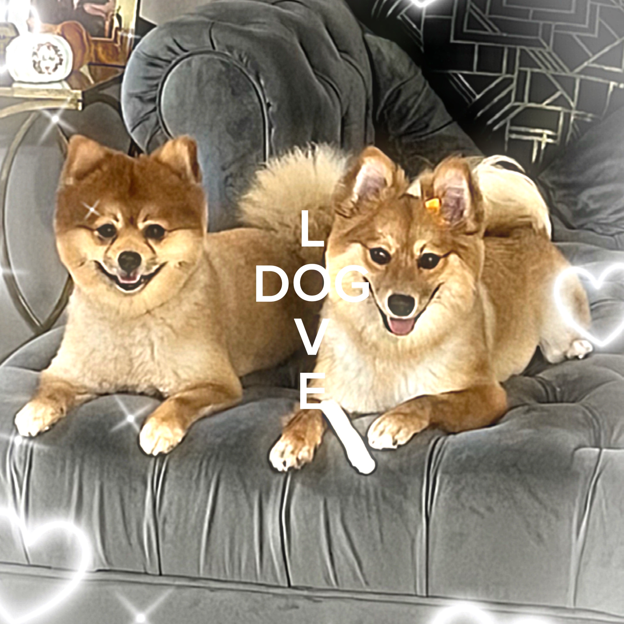 Cães <3