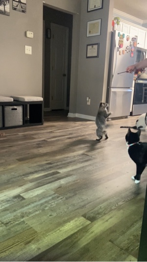 Gatos 