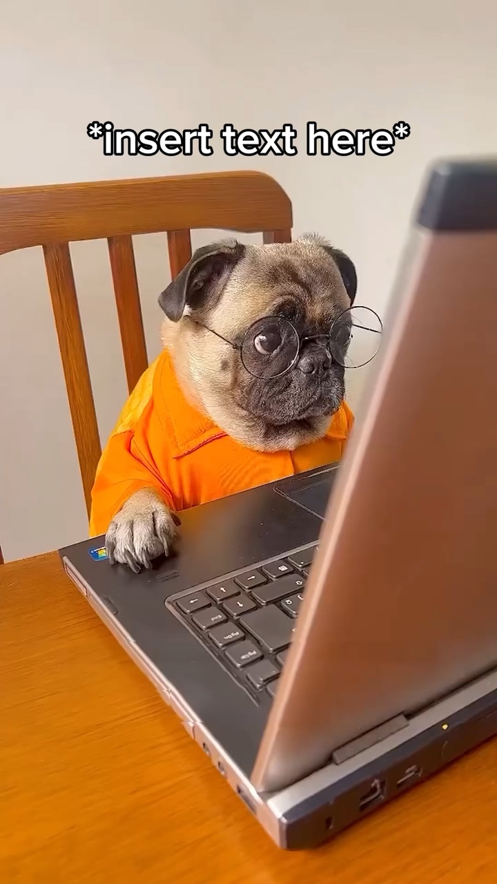 Perro trabajando meme