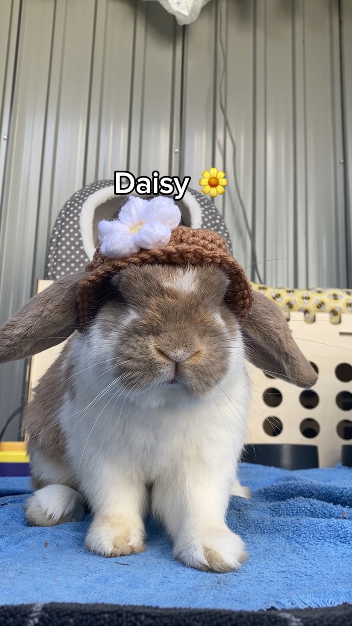 Daisy me rollin