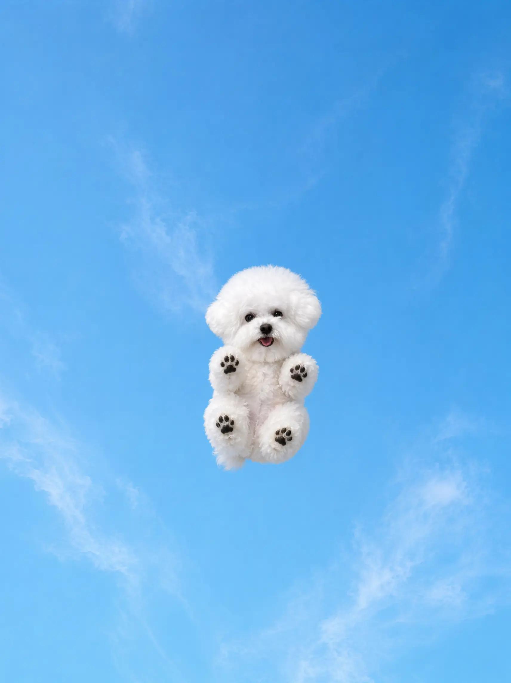 social media -Fluffy Pet Float