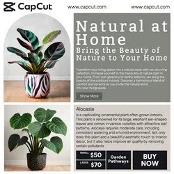 Household Accessories House Plant Display Product Instagram Post