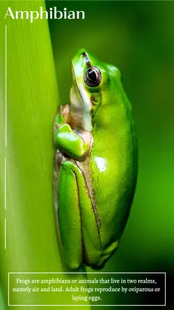 Animals & Nature around humans