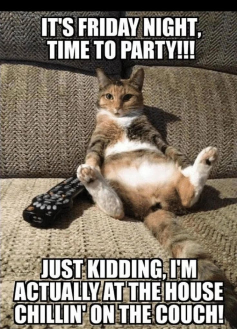 Freitag Katzen