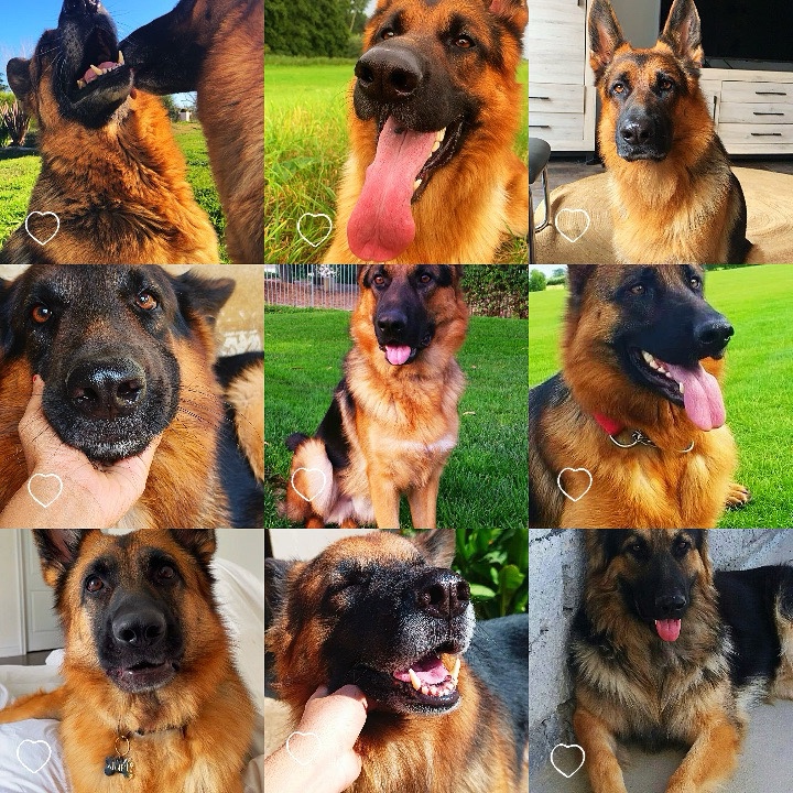 9 pictures template 
