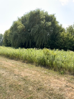 free nature template