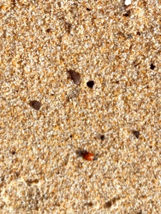 Getaran pantai 