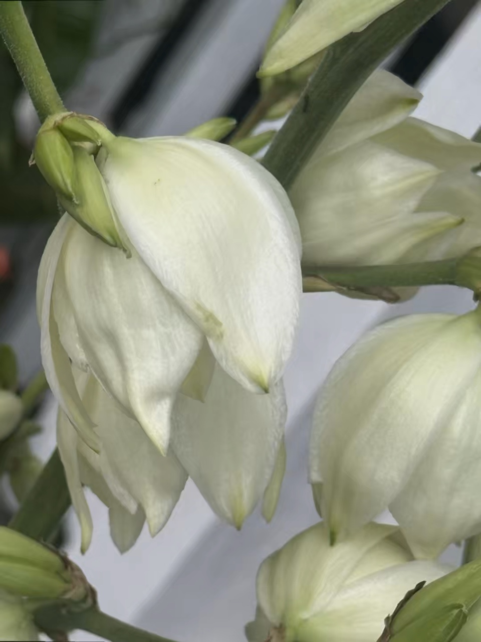 White Candy 