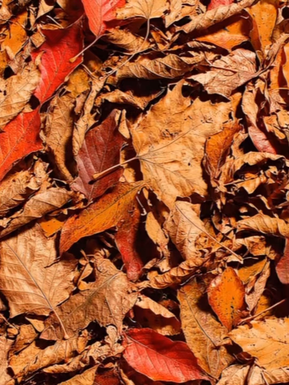 Vibes d'automne
