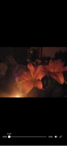 J'adore Lillie