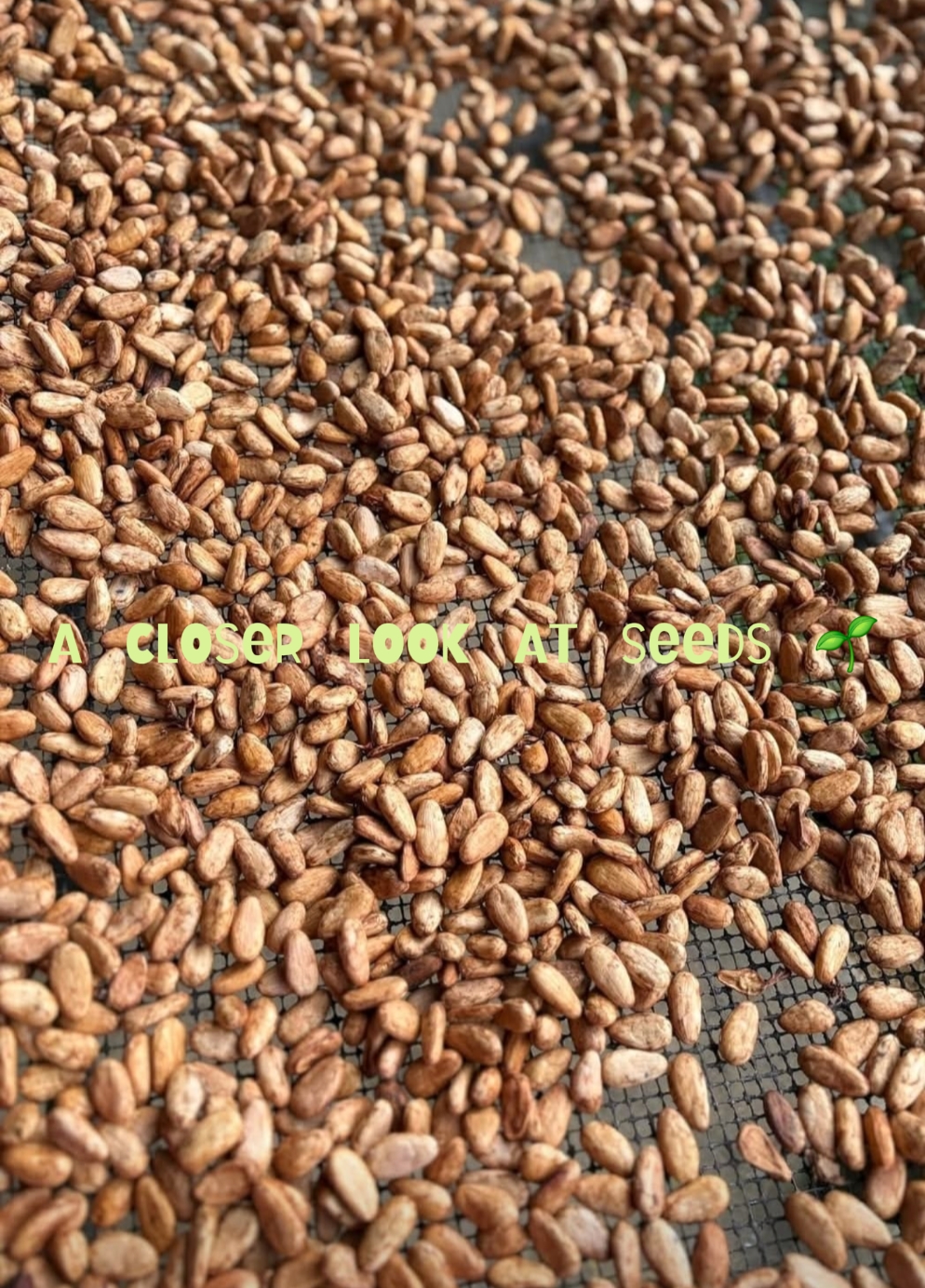 Cacao en granito 
