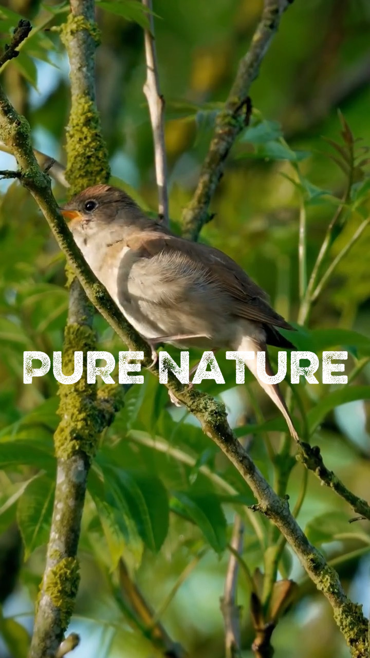 @ Nature