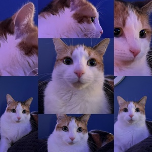 Sevimli kedi kolajı!