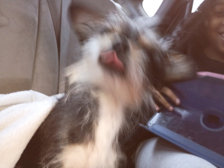 chiens 