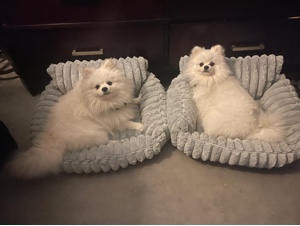 나의 가장 달콤한 친구 🐾