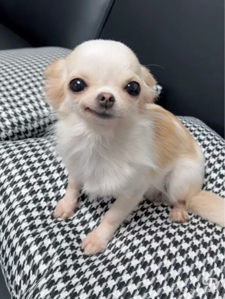 magnetic dog cover! 